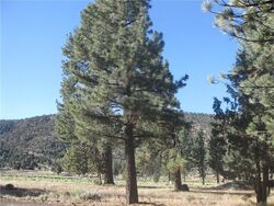 Big Bear City #29965620 Foreclosed Homes