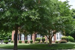 Glenn Dale