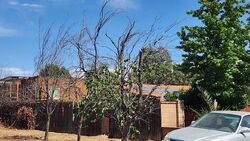  Live Oak Ave