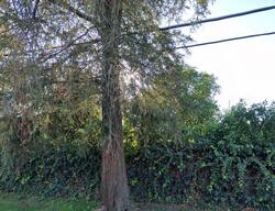  Hayvenhurst Ave