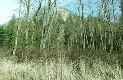 Enumclaw