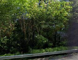  W Lake Sammamish Pkwy
