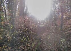  Brook Forest Dr